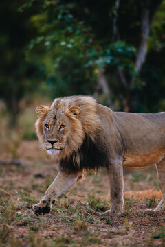 Male lion walking on a grassy surface in the late afternoon near the Hwange nationalpark in Zimbabwe passing some bushes 