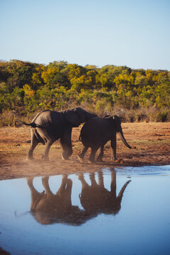 Elephants playing near a waterhole in Africa around the hwange nationalpark in Zimbabwe with golden evening light 