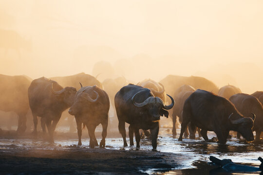 Buffalo heard wandering towards a water whole near the Hwange Nationalpark in Zimbabwe in dusty conditions 