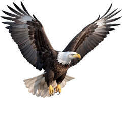 Obraz premium flying eagle