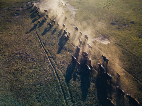 Aerial view of a buffalo heard wandering towards a water whole near the Hwange Nationalpark in Zimbabwe