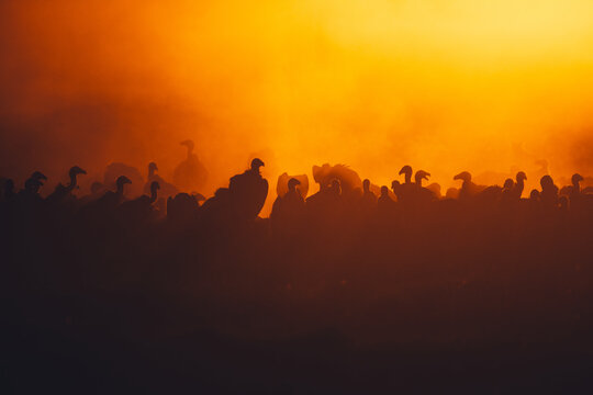 Huge Group of vultures in the golden morning light near the Hwange nationalpark in Zimbabwe with silhouettes 