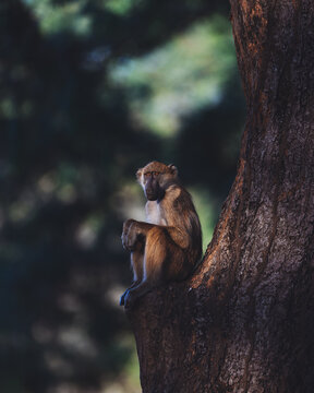 Monkey sitting on a tree in Lower Zambezi Nationalpark in Zambia illuminated by the afternoon sun 