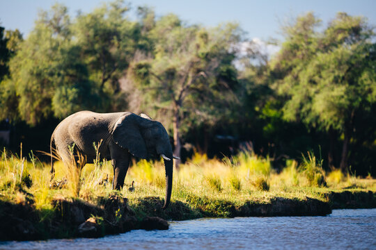 Elephant standing along the Zambezi River in the Lower Zambezi Nationalpark in Zambia 