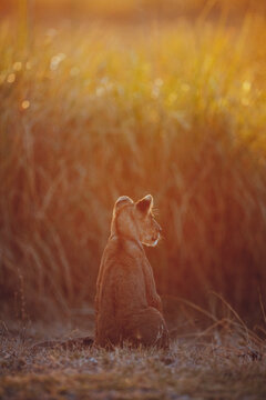 Lion cub sitting in a grassy landscape with golden sunset light in Lower Zambezi Nationalpark in Zambia 