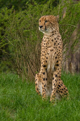 Cheeta, predator. Big Cat