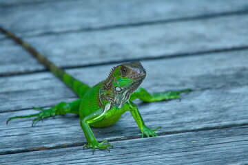 Close-up of a Green Iguana (Iguana iguana) in Costa Rica, Portrait Style