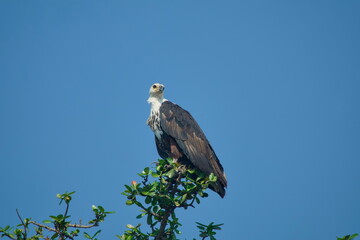 African Fish Eagle (Haliaeetus vocifer) Perched on Tree Top in Chobe National Park