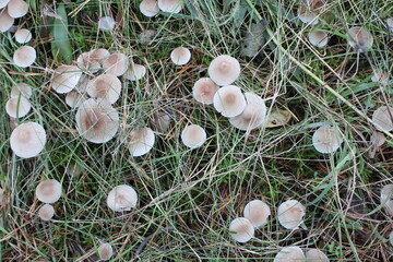 a group of little white mushrooms in the autumn forest 