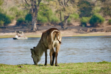 African Waterbuck Grazing by Kwando River with Distinct White Circle-Shaped Markings