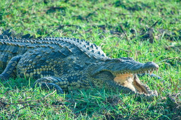 Close-up of an African Nile Crocodile (Crocodylus niloticus) Resting in Grass with Open Mouth