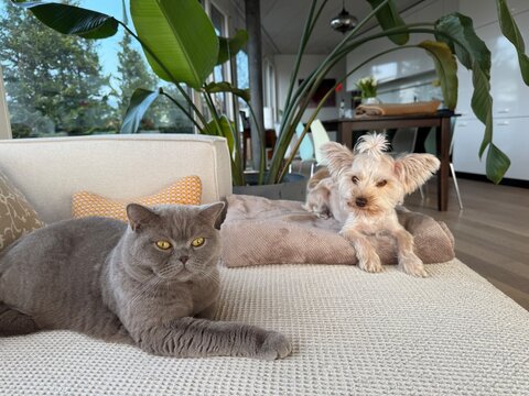 Hund und Katze