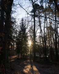 Fototapeta premium sunset in the park