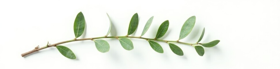 Obraz premium Single eucalyptus branch with leaves and oils on white background, isolated, white