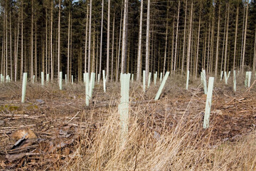 Wiederaufforstung Wald 4