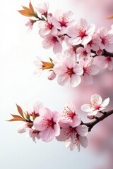 Obraz premium Delicate branches of cherry blossom tree isolated on white background, greenery, flower