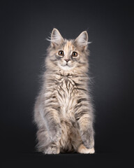 Obraz premium Gorgeous blue tortie Maine Coon cat kitten, sitting up facing front on hind paws like meerkat. Looking straight to camera with sweet brown eyes. Isolated on a black background.