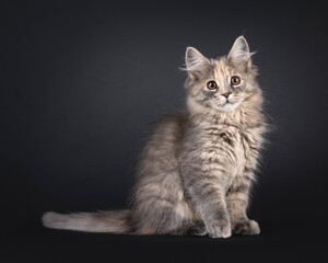 Gorgeous blue tortie Maine Coon cat kitten, sitting up side ways. Looking straight to camera with sweet brown eyes. Isolated on a black background.