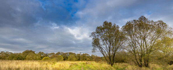 Field with trees and a cloudy sky