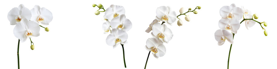 Captivating white orchid flowers in full bloom with delicate petals and lush green stems  This elegant and fragrant floral arrangement creates a sense of natural beauty and serenity