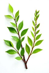 Obraz premium Freshly cut branches with green leaves and buds isolated on white background, texture, white, flowers
