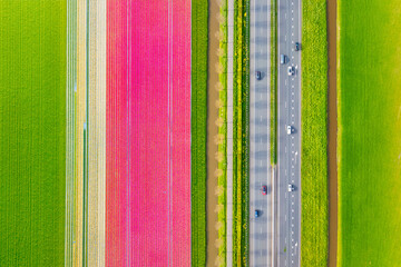 Aerial view of the tulips field and road with cars. Landscape from a drone. Netherlands from air. Natural background from drone. Photo for wallpaper, postcard, background.