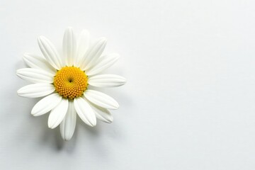 Obraz premium Freshly picked daisy on a plain white surface, daisy, single bloom