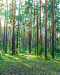 Forest with a path through it