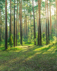 Forest with trees and a path