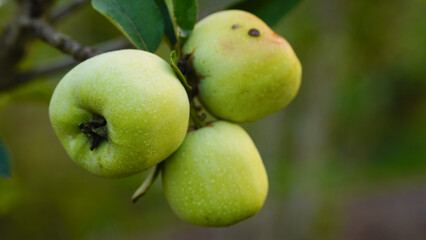 Ripe green apples on the tree. Apples grown in Thailand.