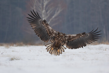 An eagle with large spread wings landing on a winter meadow