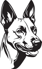 belgian malinois dog face