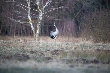 The clang of a crane near a birch tree