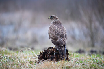 A buzzard on a rotten stump