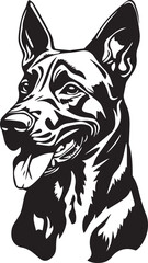 belgian malinois dog portrait