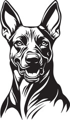 black and white portrait of a belgian malinois dog