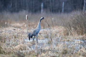 A screaming crane wading through the floodwaters among the reeds