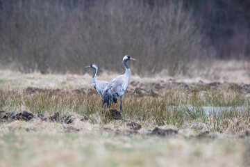 Cranes in the meadow in early spring