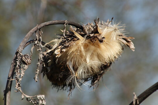 Seedheads of  Cynara in spring sunshine