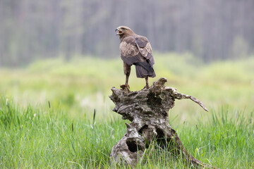 A screaming columbine on a stump against the background of spring greenery