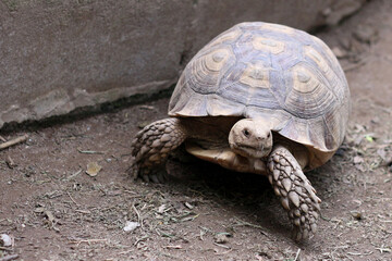 African Sulcata Tortoise Natural Habitat,Close up African spurred tortoise resting ,cute animal