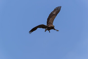 Eagle with its talons extended against the sky