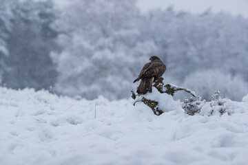 Buzzard on a stump among snowfall and snowdrifts against the background of a snow-covered forest