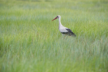 A stork walking among tall green grasses