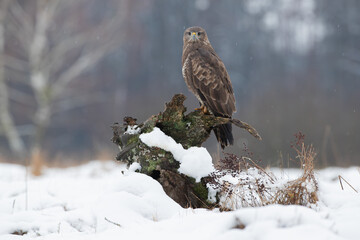 Buzzard on a tree stump looking at the camera
