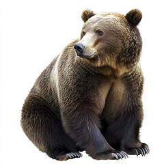 Fototapeta premium Brown bear sitting on white background, looking curious