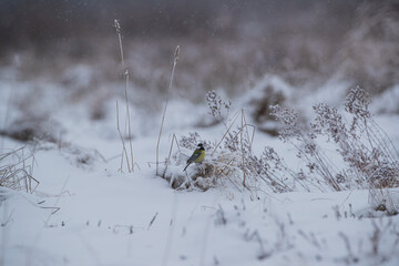 A titmice sitting on dry snow-covered plants