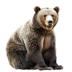 Obraz premium brown bear sits on white background, looking calm and relaxed