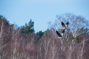 Two cranes flying against the background of spring birches