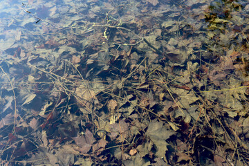 Feuilles mortes d'automne tombées dans l'eau